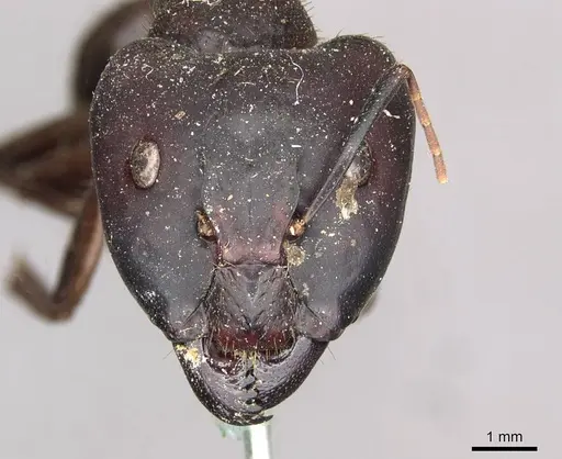 Camponotus brutus - CASENT0910269
