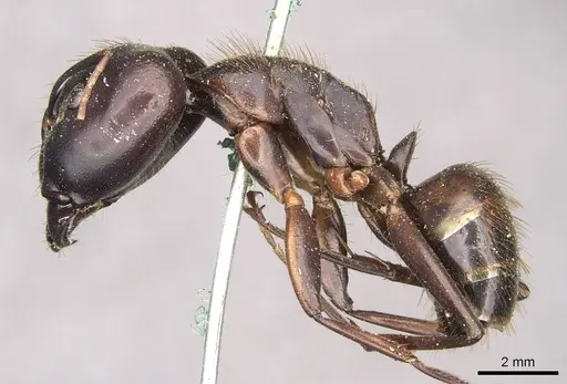 Camponotus brutus - CASENT0910269