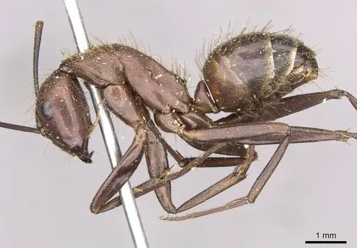 Camponotus brutus - CASENT0910270