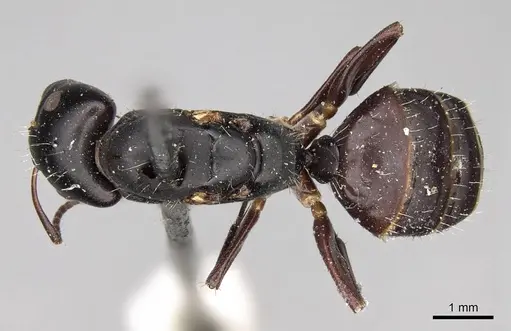Camponotus buchholzi specimen