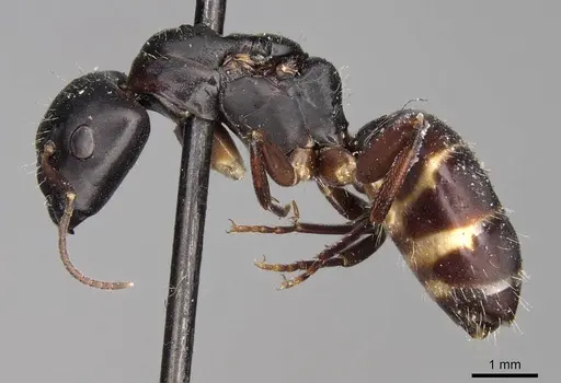 Camponotus buchholzi specimen