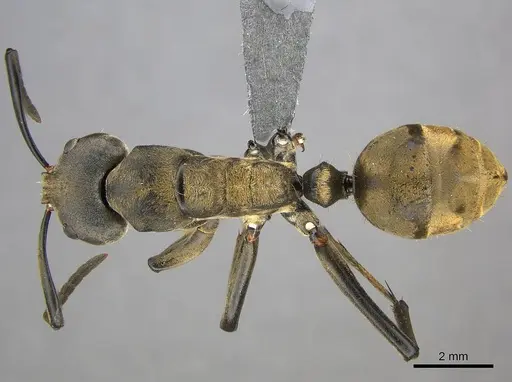 Camponotus buchneri specimen