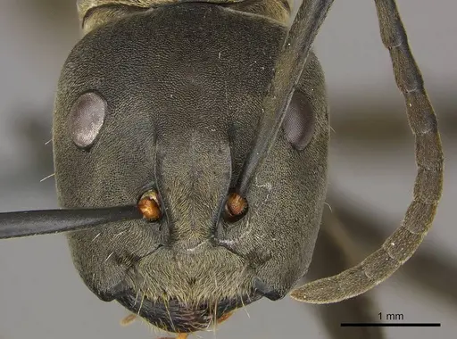 Camponotus buchneri specimen