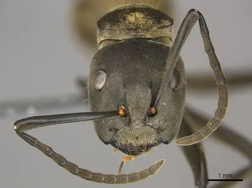 Camponotus buchneri specimen