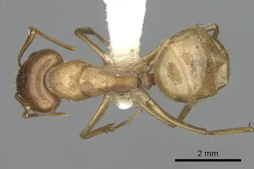 Camponotus buddhae specimen