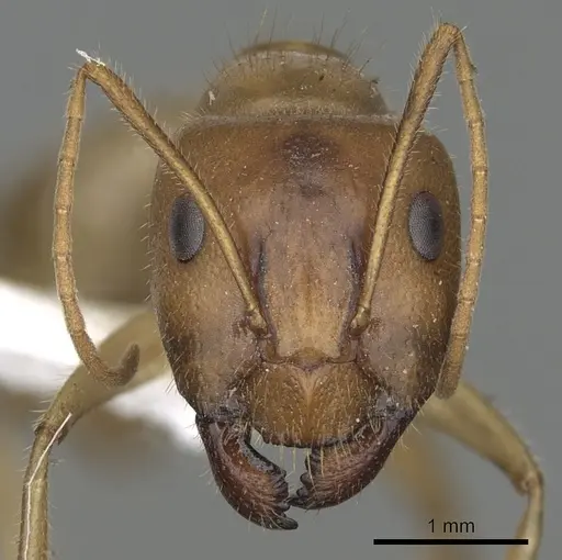 Camponotus buddhae specimen
