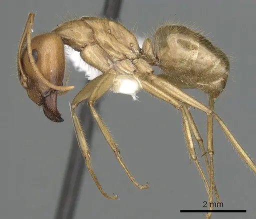 Camponotus buddhae specimen