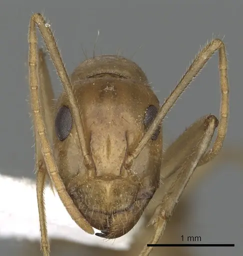 Camponotus buddhae - CASENT0249971