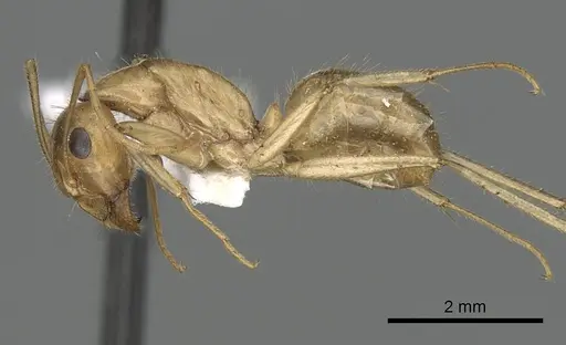 Camponotus buddhae - CASENT0249971