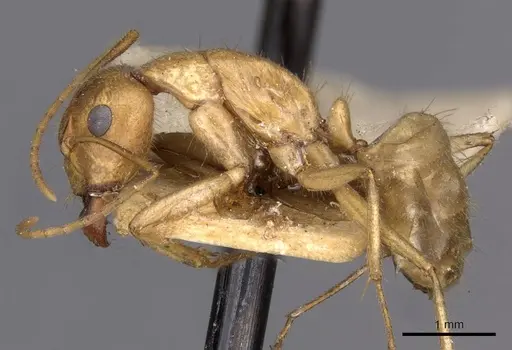 Camponotus buddhae - CASENT0910138