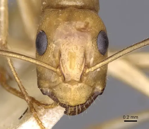 Camponotus buddhae - CASENT0910141