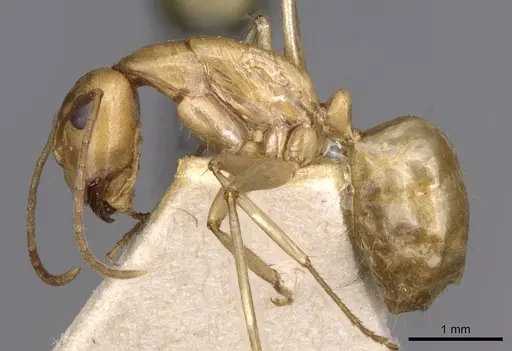 Camponotus buddhae - CASENT0910141