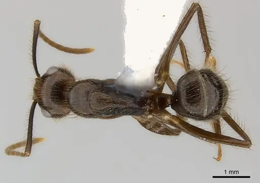 Camponotus bugnioni specimen