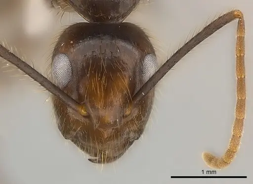 Camponotus bugnioni specimen