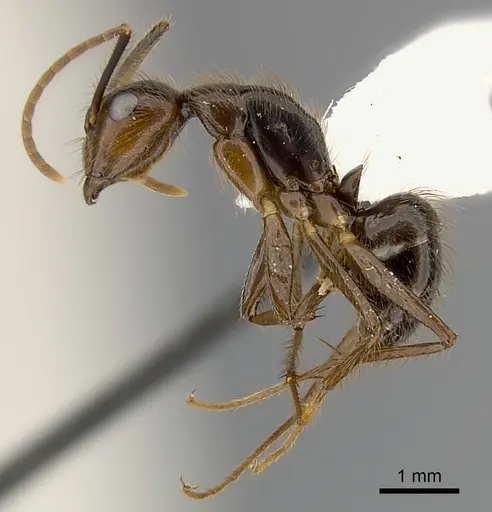 Camponotus bugnioni specimen