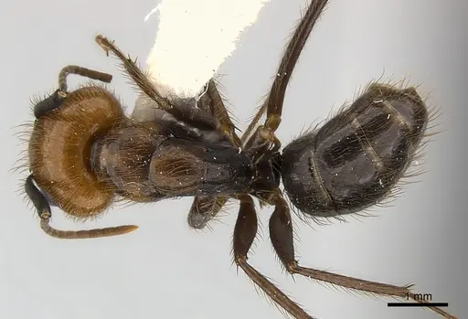 Camponotus bugnioni - CASENT0217617