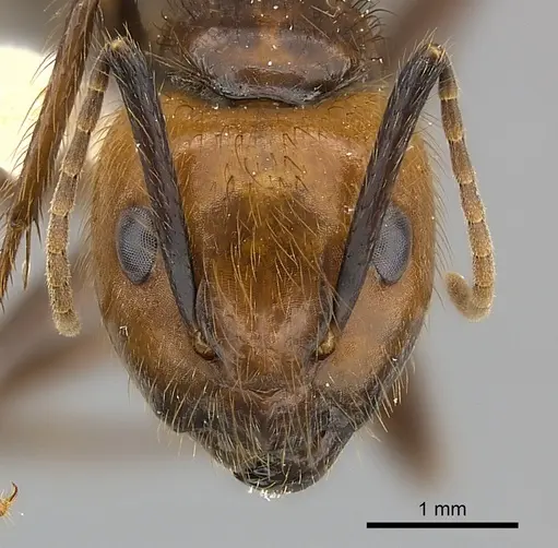 Camponotus bugnioni - CASENT0217617