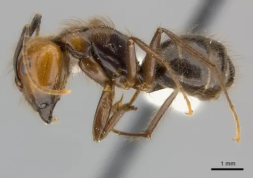 Camponotus bugnioni - CASENT0217617