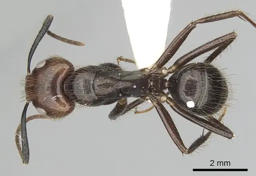 Camponotus bugnioni - CASENT0249358