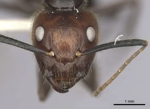 Camponotus bugnioni - CASENT0249358