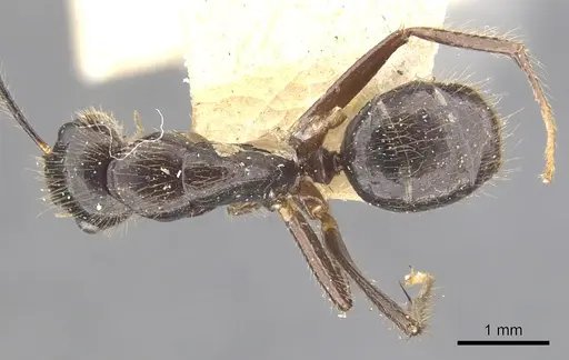 Camponotus bugnioni - CASENT0903610