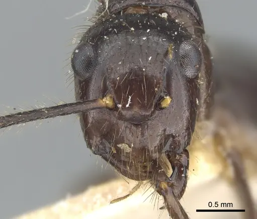 Camponotus bugnioni - CASENT0903610