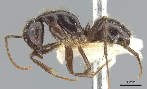 Camponotus bugnioni - CASENT0903610