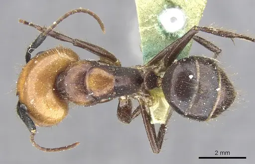 Camponotus bugnioni - CASENT0903611