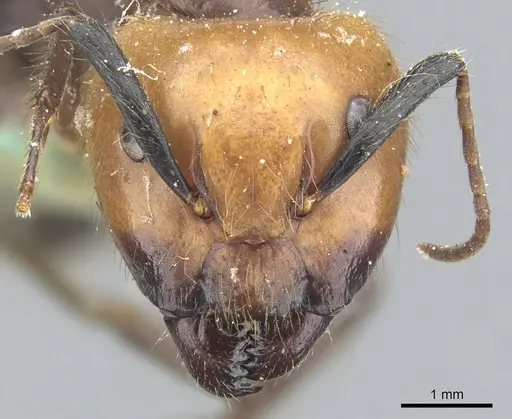 Camponotus bugnioni - CASENT0903611