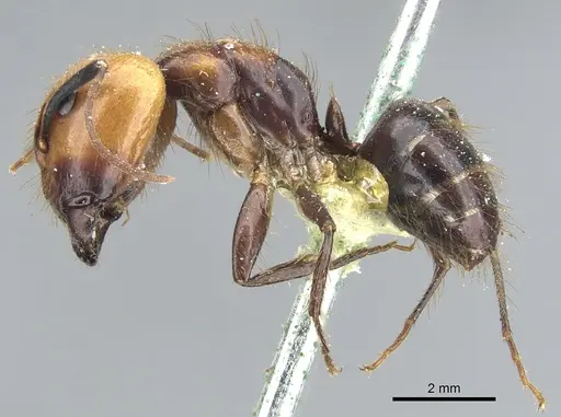 Camponotus bugnioni - CASENT0903611