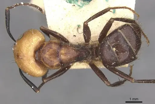 Camponotus bugnioni - CASENT0910347