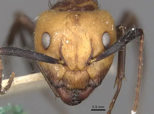 Camponotus bugnioni - CASENT0910347