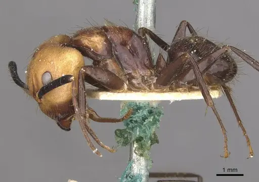 Camponotus bugnioni - CASENT0910347