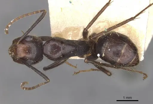 Camponotus bugnioni - CASENT0910348