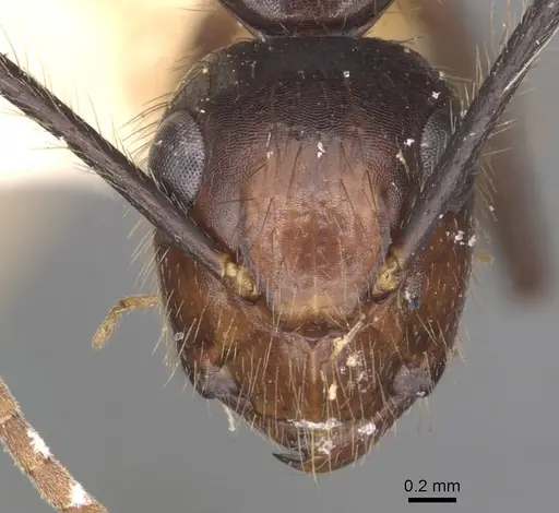 Camponotus bugnioni - CASENT0910348
