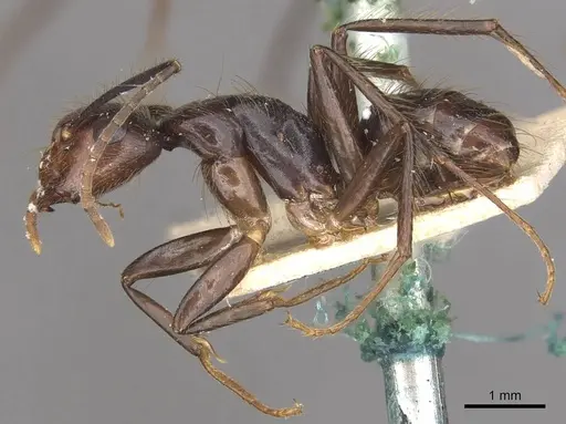 Camponotus bugnioni - CASENT0910348