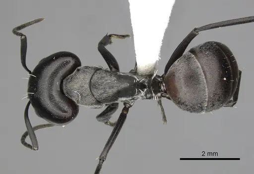 Camponotus burgeoni specimen