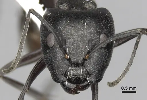 Camponotus burgeoni specimen