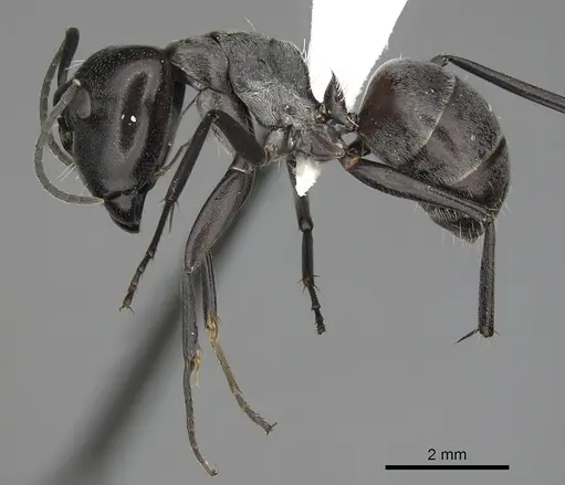 Camponotus burgeoni specimen