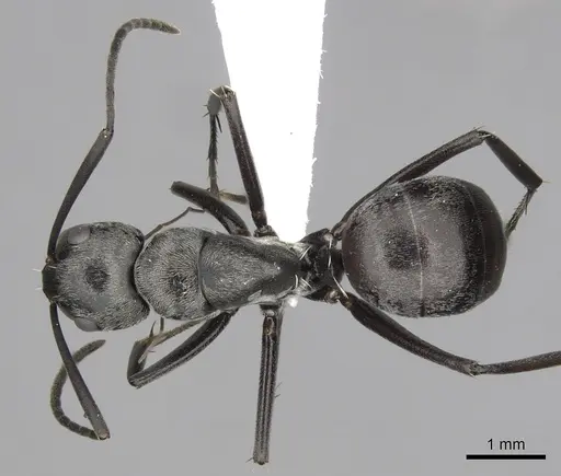 Camponotus burgeoni - CASENT0316936