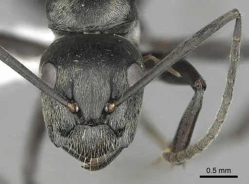 Camponotus burgeoni - CASENT0316936