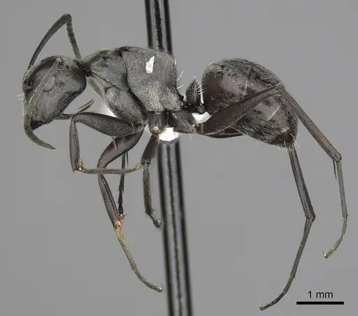Camponotus burgeoni - CASENT0316936