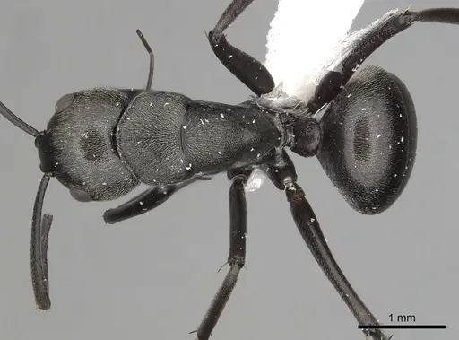 Camponotus burgeoni - CASENT0316937