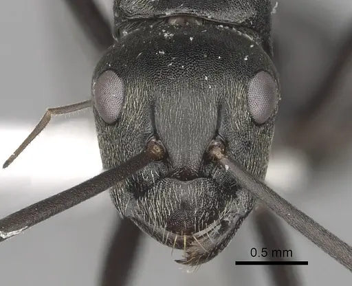 Camponotus burgeoni - CASENT0316937