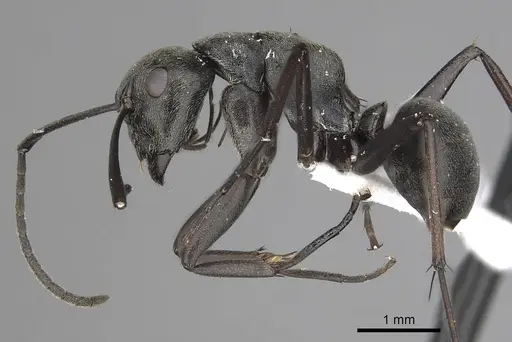 Camponotus burgeoni - CASENT0316937