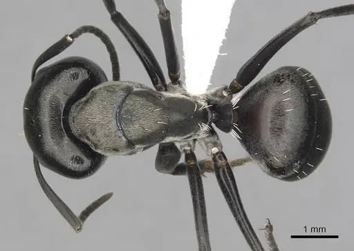 Camponotus burgeoni - CASENT0316949