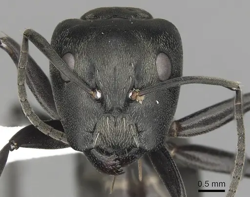 Camponotus burgeoni - CASENT0316949