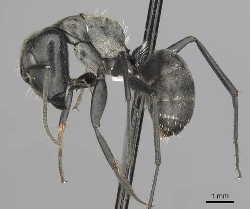 Camponotus burgeoni - CASENT0316949
