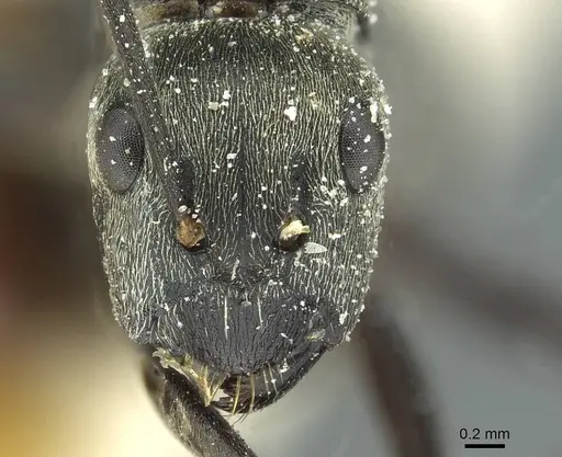 Camponotus burgeoni - CASENT0911650