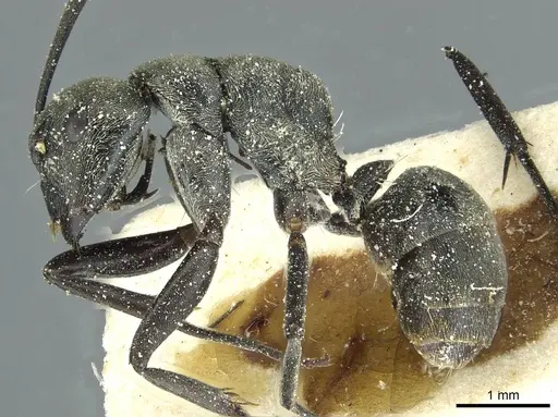 Camponotus burgeoni - CASENT0911650